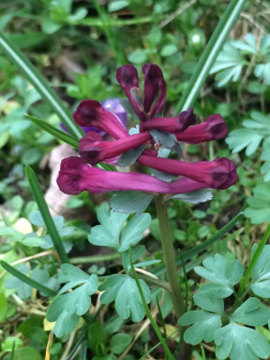 2023-03-21 Corydalis a.jpg
