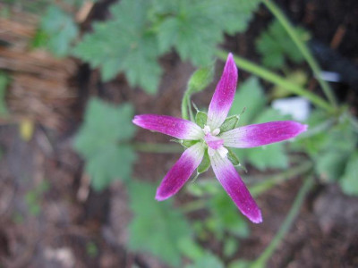 Geranium_x_oxonianum_Thurstonionumkl.JPG