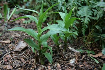 Epipactis_giganteaIMG_2273jpg.jpg