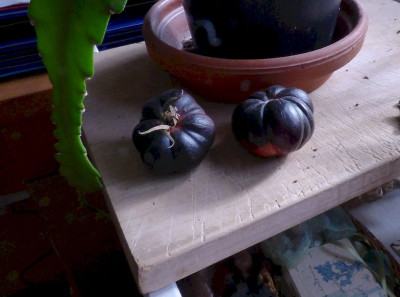Tomatenmethusalem1.jpg