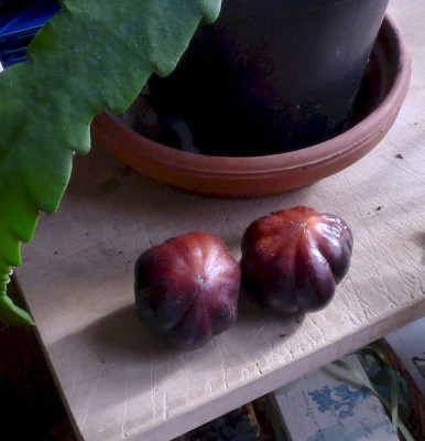 Tomatenmethusalem2.jpg
