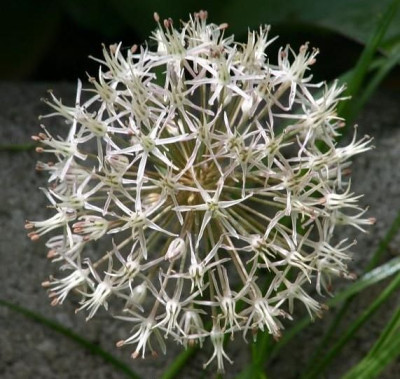 IMG_3840Allium.JPG