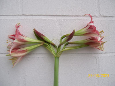 100_9171.JPG