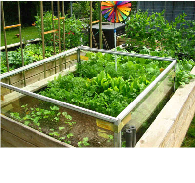 Gemuse_Ende_Mai_08_Fruhbeet_Hochbeet.jpg