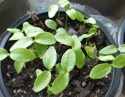 21.3. Liquidambar styraciflua - Amberbaum.jpg