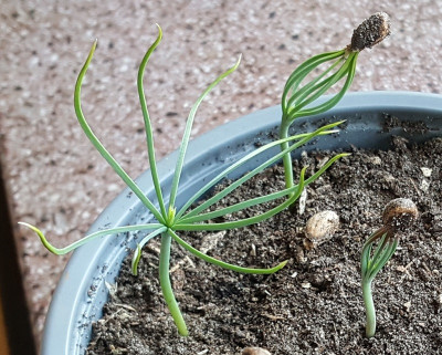 21.3. Pinus jeffreyi.jpg