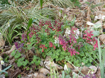 2023-03-22 Corydalis 3.jpg