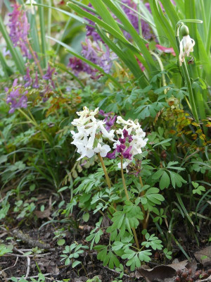 2023-03-22 Corydalis 2.jpg