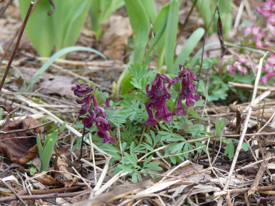 2023-03-22 Corydalis 4.jpg