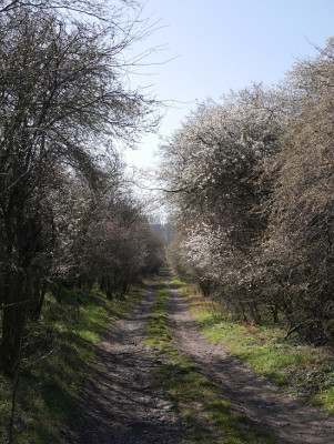 P1020409m.jpg