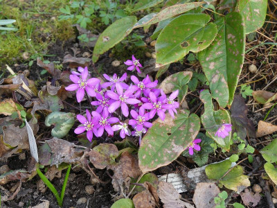 2023-03-22 Hepatica 1.jpg
