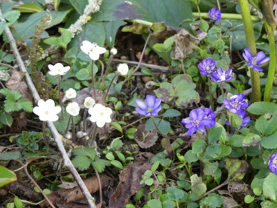 2023-03-22 Hepatica 3.jpg
