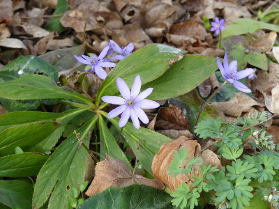 2023-03-22 Hepatica 5.jpg