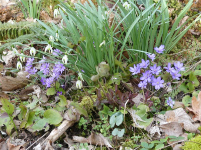 2023-03-22 Hepatica 6.jpg