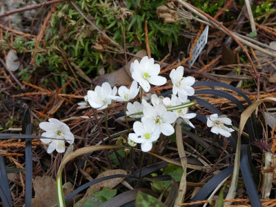 2023-03-22 Hepatica 8.jpg