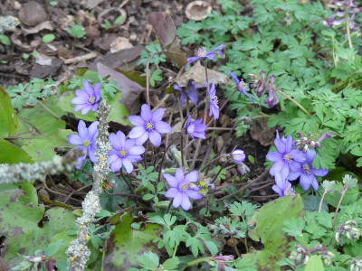 2023-03-22 Hepatica 11.jpg