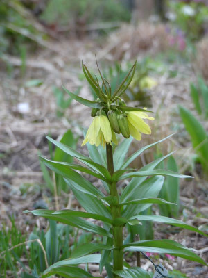 2023-03-22 Fritillaria 'Helena'.jpg
