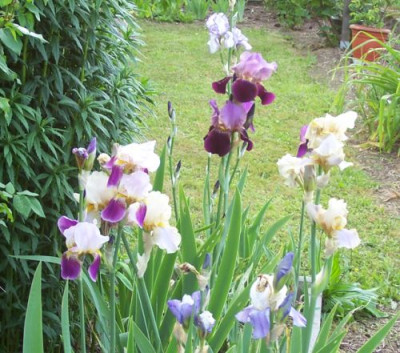 000_2756_Schindler_Iris.jpg