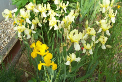 000_2744_Flavescens_und_I._hollandica.jpg