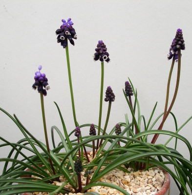Muscari vuralii 23.03.23.JPG
