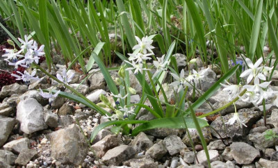 Fessia gorganica23.03.23.JPG