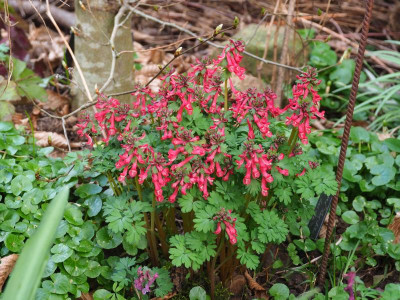Corydalis AH P3220123.JPG