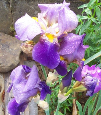 000_2730_flattrige_Iris.jpg