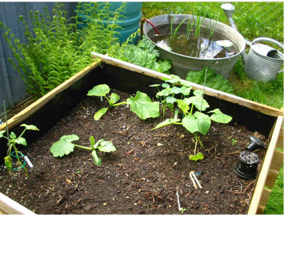 Gemuse_Ende_Mai_08_Zucchini-Hochbeet.jpg