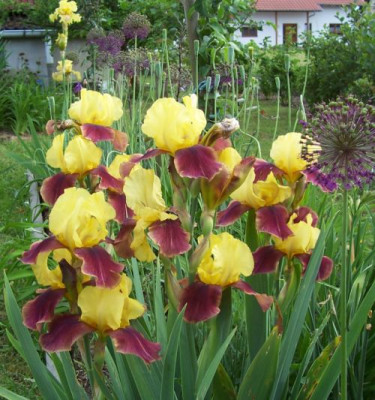 000_2757_Iris_in_Hochform..jpg