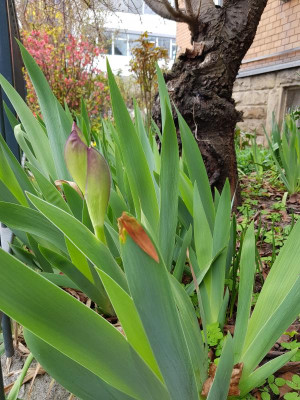 20230323_Iris_germanica.jpg