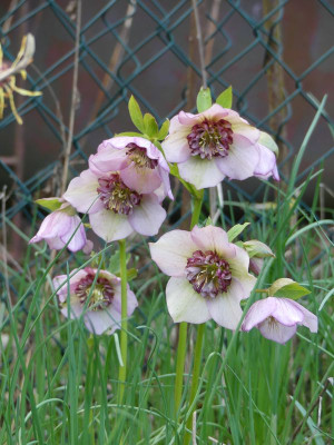 2023-03-23 Helleborus 2.jpg
