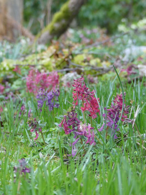 2023-03-23 Corydalis 1.jpg