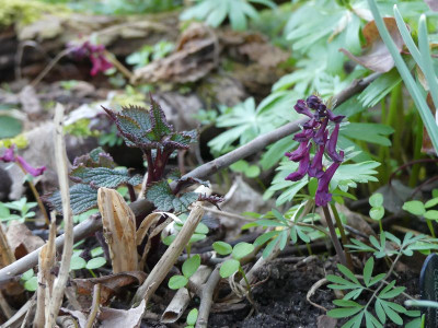 2023-03-23 Corydalis 2.jpg