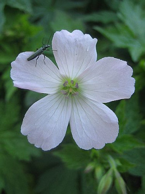 Geranium_x_oxonianum_Rebecca_Moss_96941.jpg