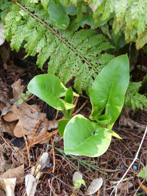 2023-03-22 Arum maculatum 'Lady of Devon'.jpg