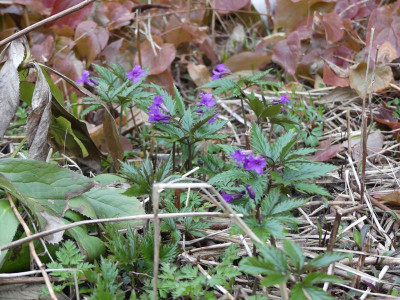 2023-03-22 Cardamine glanduligera.jpg