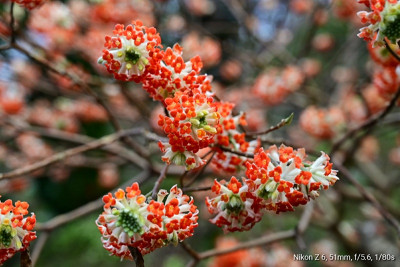 _DSC5349-01.jpeg