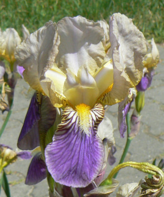 Straeniris_1_08_05_25.jpg