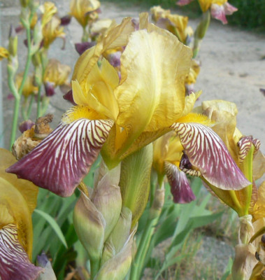 Straeniris_2_08_05_25.jpg