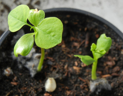 Sapium sebiferum Triadica sebifera gekeimt.jpg