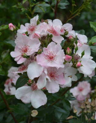 Rose-SweetPretty.18-2.jpg