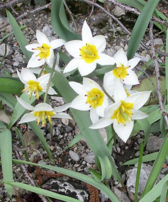 Tulipa bifloriformis 25.03.23.JPG
