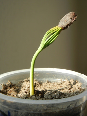24.3. Pinus lambertiana.jpg