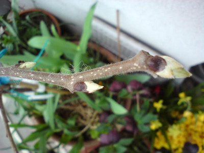 Diospyros Dar Sofievki 230325.JPG