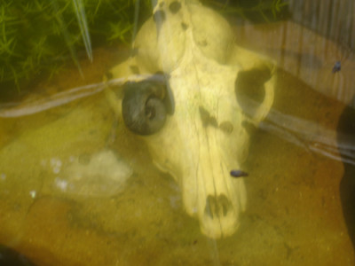 kopf-003.jpg