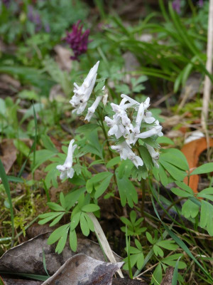 2023-03-25 Corydalis solida 1.jpg