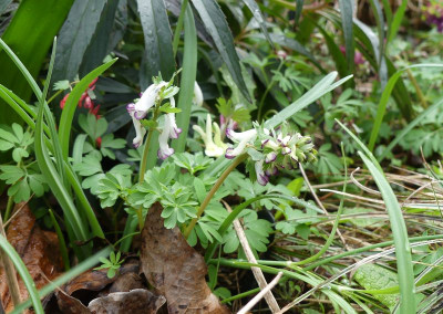 2023-03-25 Corydalis 'Advocet' 1.jpg