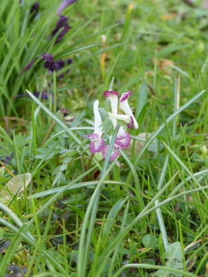 2023-03-25 Corydalis solida 5.jpg