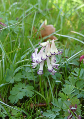 2023-03-25 Corydalis solida 6.jpg