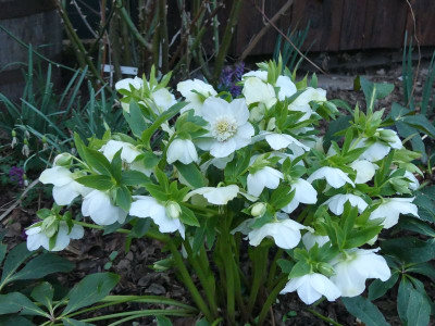 2023-03-25 Helleborus x hybridus.jpg